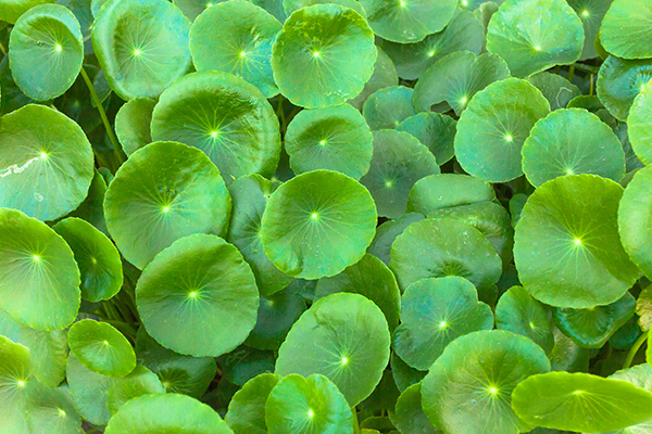 Gotu kola consumption can help ensure a healthy brain function